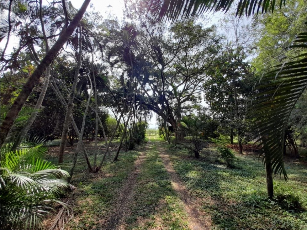 Terreno de 30.000 m² en venta | Tienda Nueva vía Tablones - Palmira — foto 6
