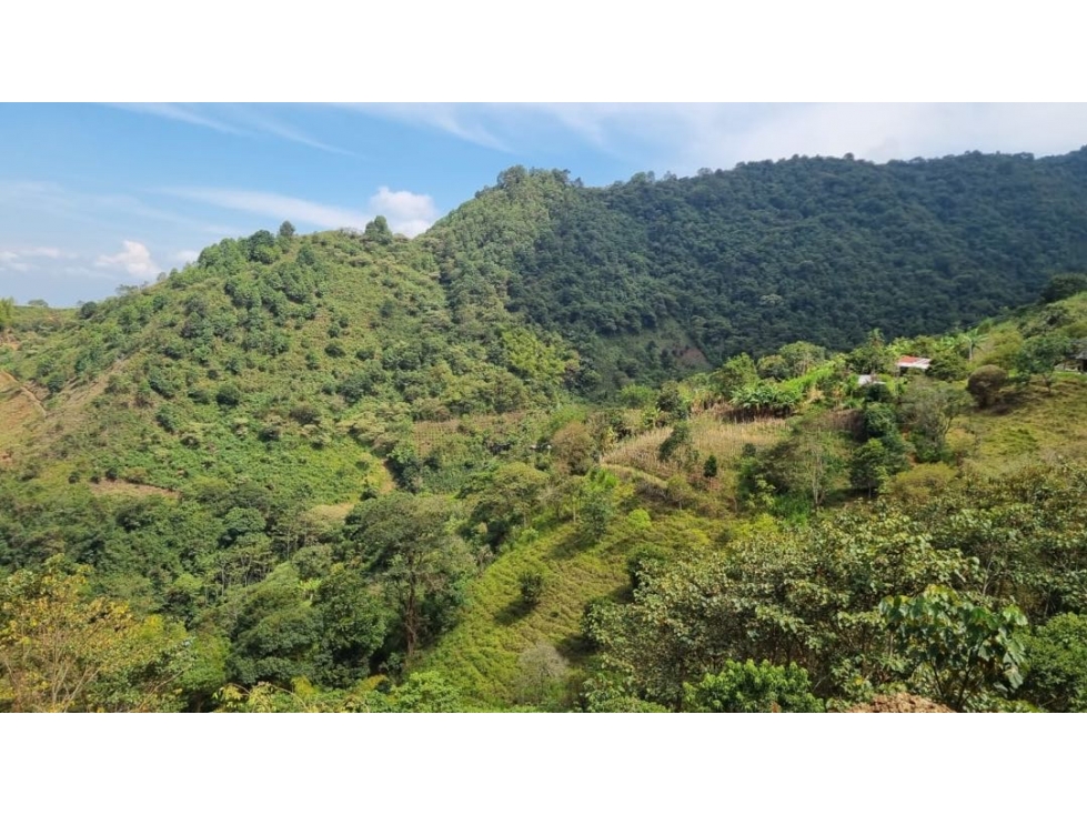 Se venden lotes desde 2.359 m2 parcelación abierta La Buitrera Palmira - 5