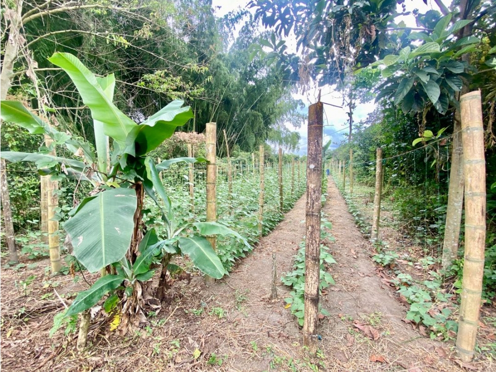 SE VENDE LOTE URBANO VÍA TEBAIDA — foto 3