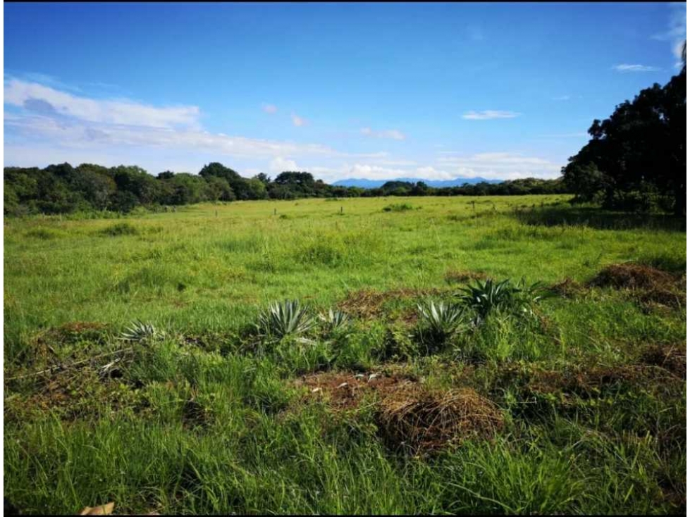 SE VENDE TERRENO DE PLAYA EN RIO HATO 4.2 Has - 1