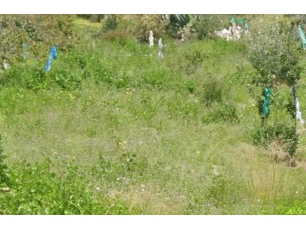 SE VENDE TERRENO EN PUEBLO DE LA CRUZ HUAMANTLA - 5