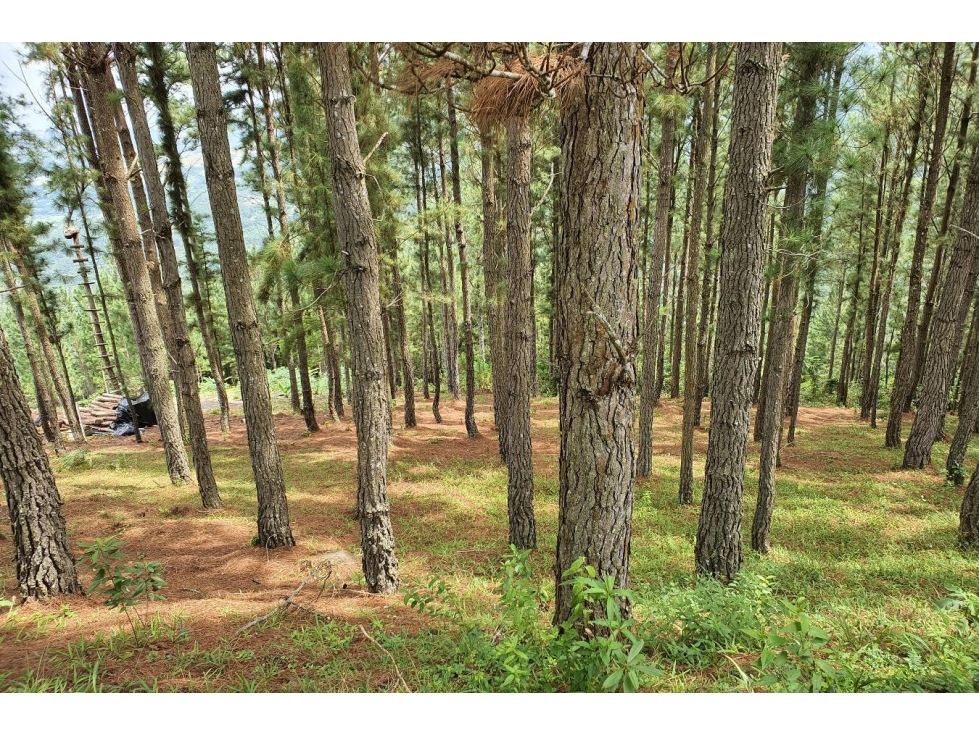 SE VENDE TERRENO EN SORA, CHAME — foto 2