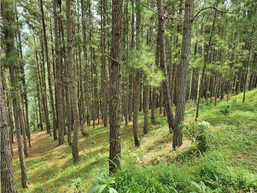 SE VENDE TERRENO EN SORA, CHAME — foto 3