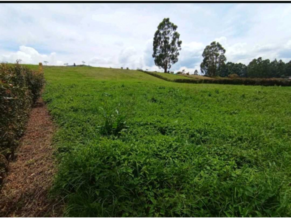 Se vende lote en la ceja sector Yarumo