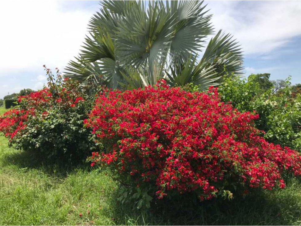 SE VENDEN LOTES CAMPESTRE LAS MARIAS - 5