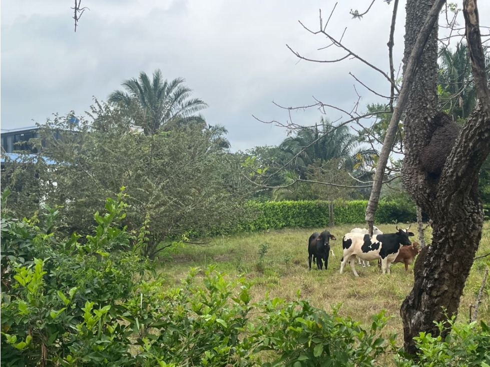 SE VENDEN LOTES CAMPESTRES SOBRE VÍA PRINCIPAL, VÍA SIRIVANA, YOPAL. — foto 6