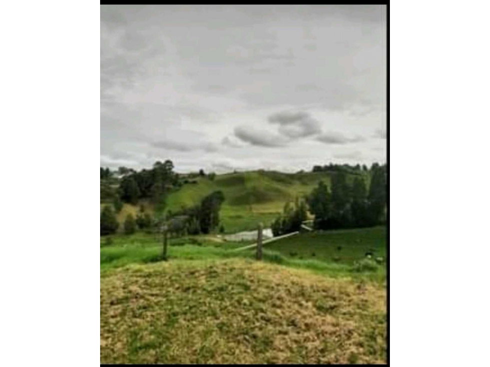 Se vende finca ganadera via san pedrode los milagros. — foto 5