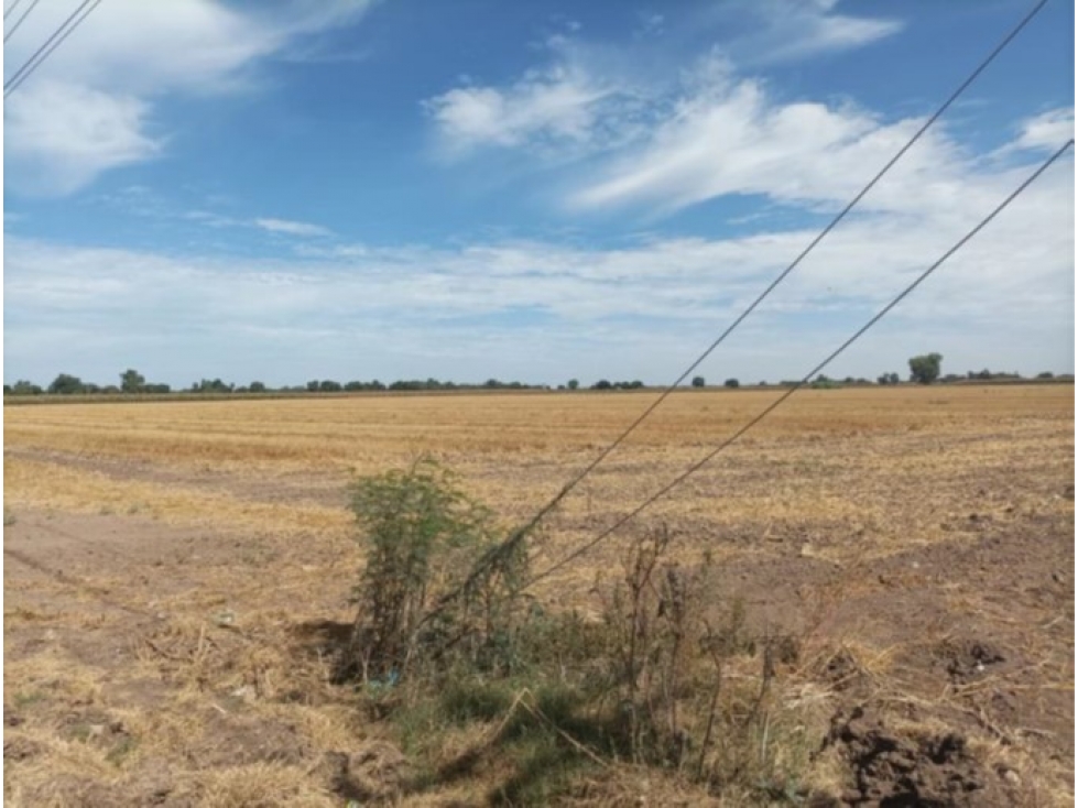 Terreno Agrícola de 7.5 Hectáreas en Huatabampo, Sonora | Oportunidad - 4