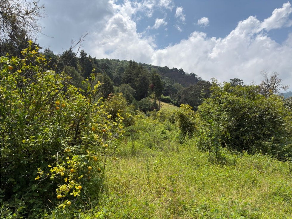 TERRENO CON ÁRBOLES FRUTALES | SAN JUAN ATEZCAPAN | VALLE DE BRAVO - 6