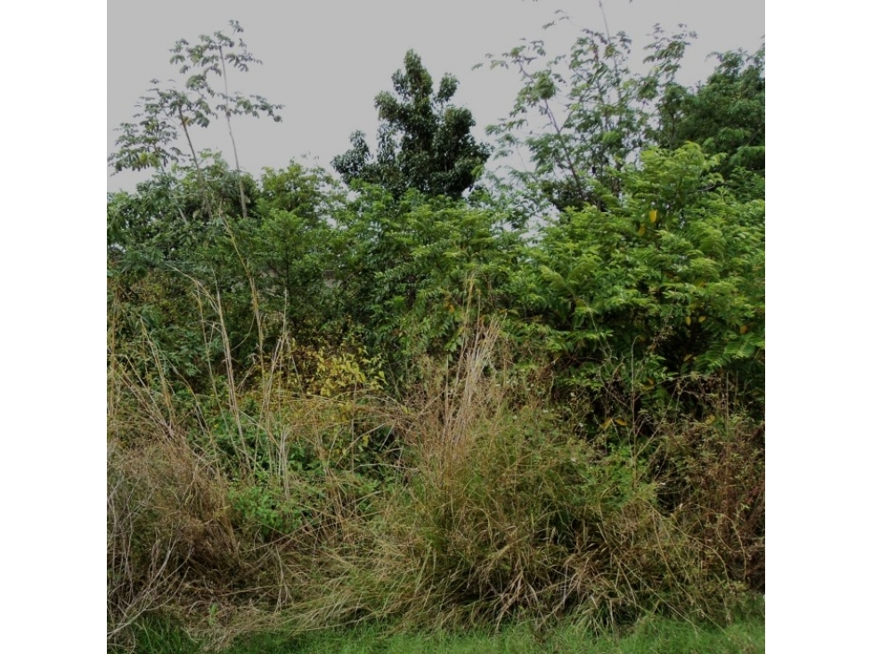 Terreno de 1,450 m² en Cancún | Oportunidad de Inversión - 4