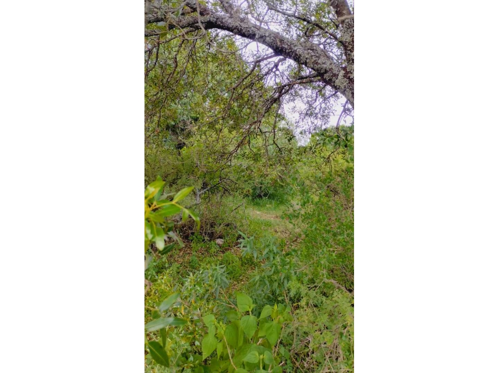 Terreno en Tanti, Flor Serrana, plano y arbolado. - 5