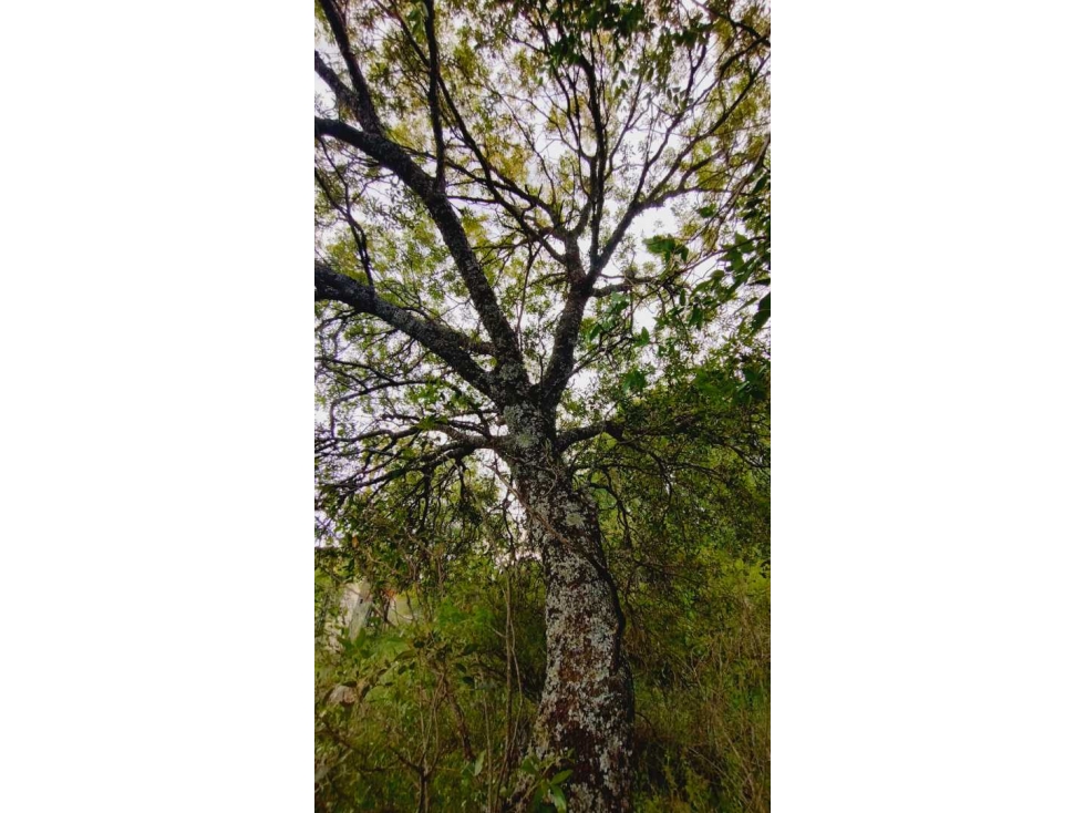 Terreno en Tanti, Flor Serrana, plano y arbolado. - 3