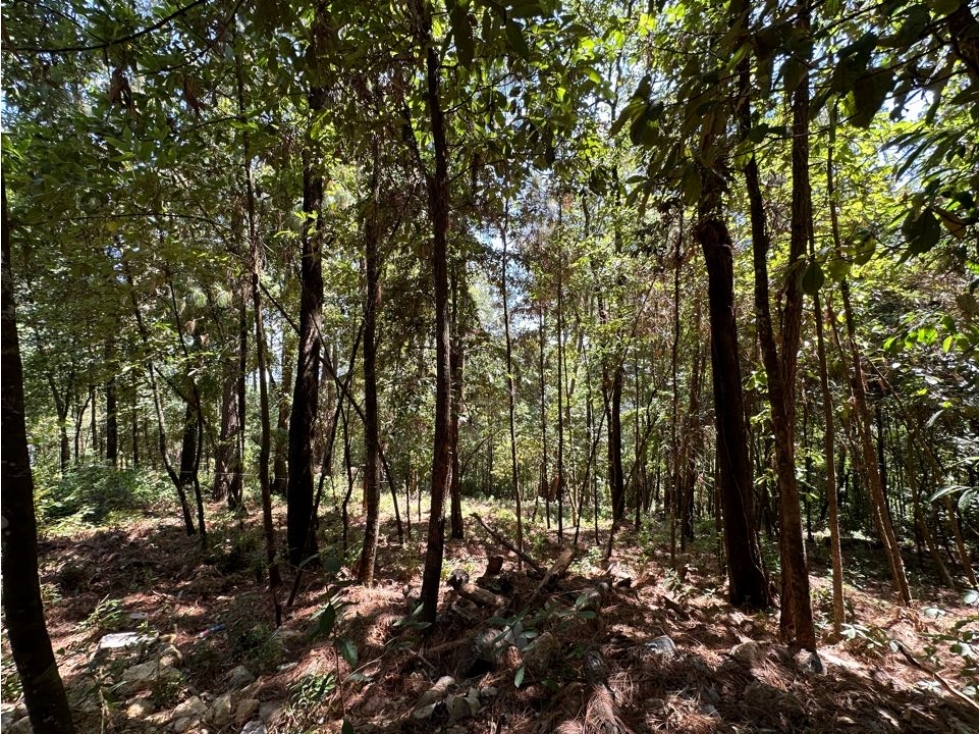 TERRENO EN VENTA | 1000M2 | BOSQUE CERRO GORDO | VALLE DE BRAVO — foto 2
