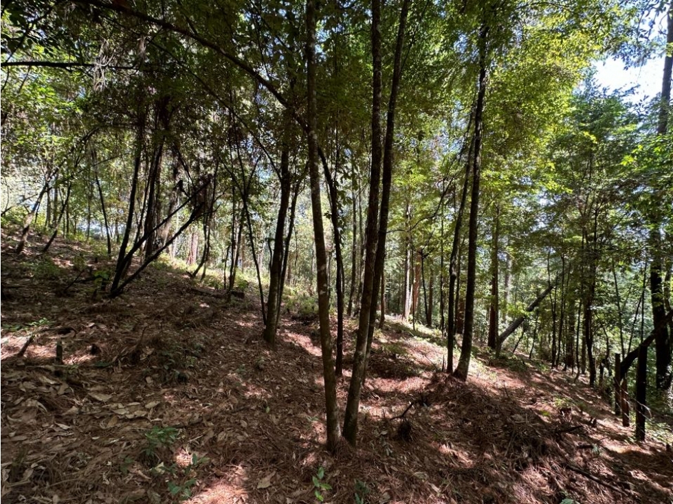 TERRENO EN VENTA | 1000M2 | BOSQUE CERRO GORDO | VALLE DE BRAVO — foto 3