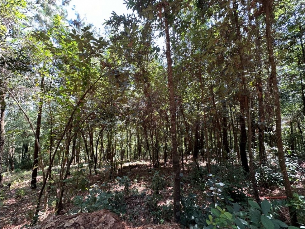TERRENO EN VENTA | 1000M2 | BOSQUE CERRO GORDO | VALLE DE BRAVO — foto 4