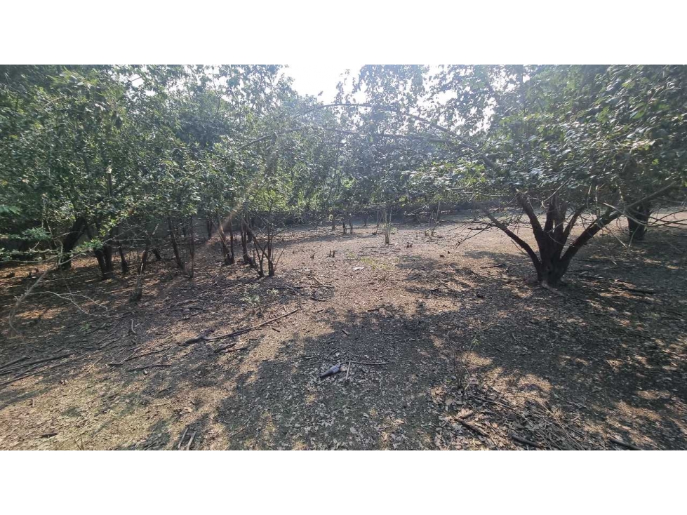 Terreno en Venta. bandeado en Prol. De Vicente Guerrero. - 6