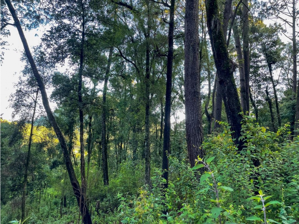 TERRENO EN VENTA || CERRO GORDO ||VALLE DE BRAVO || AVANDARO