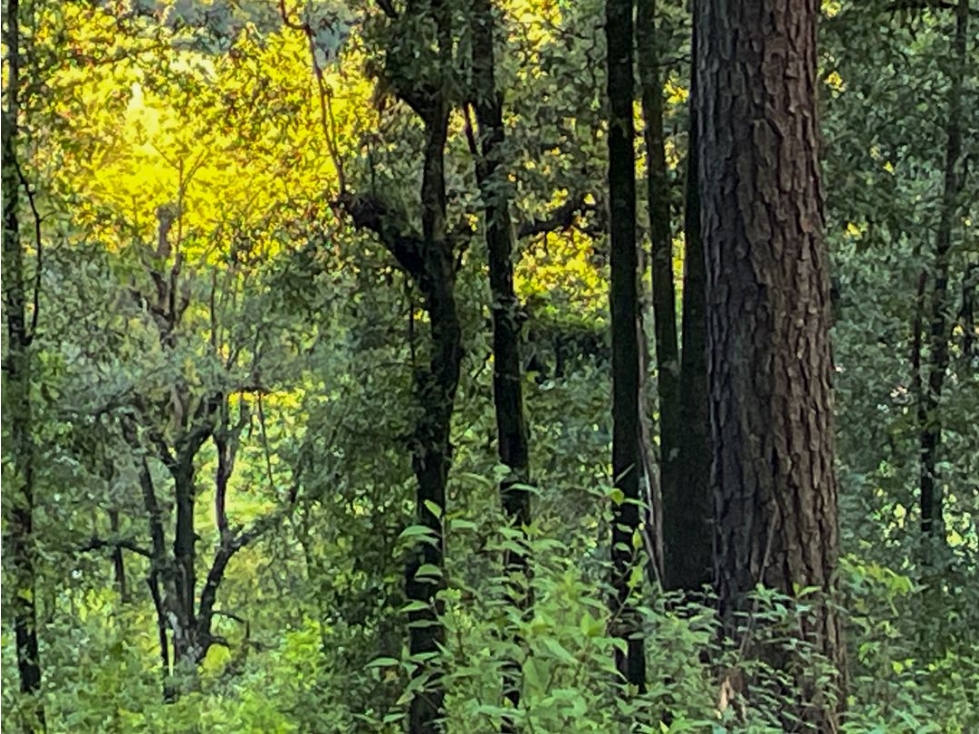 TERRENO EN VENTA || CERRO GORDO || AVÁNDARO || VALLE DE BRAVO