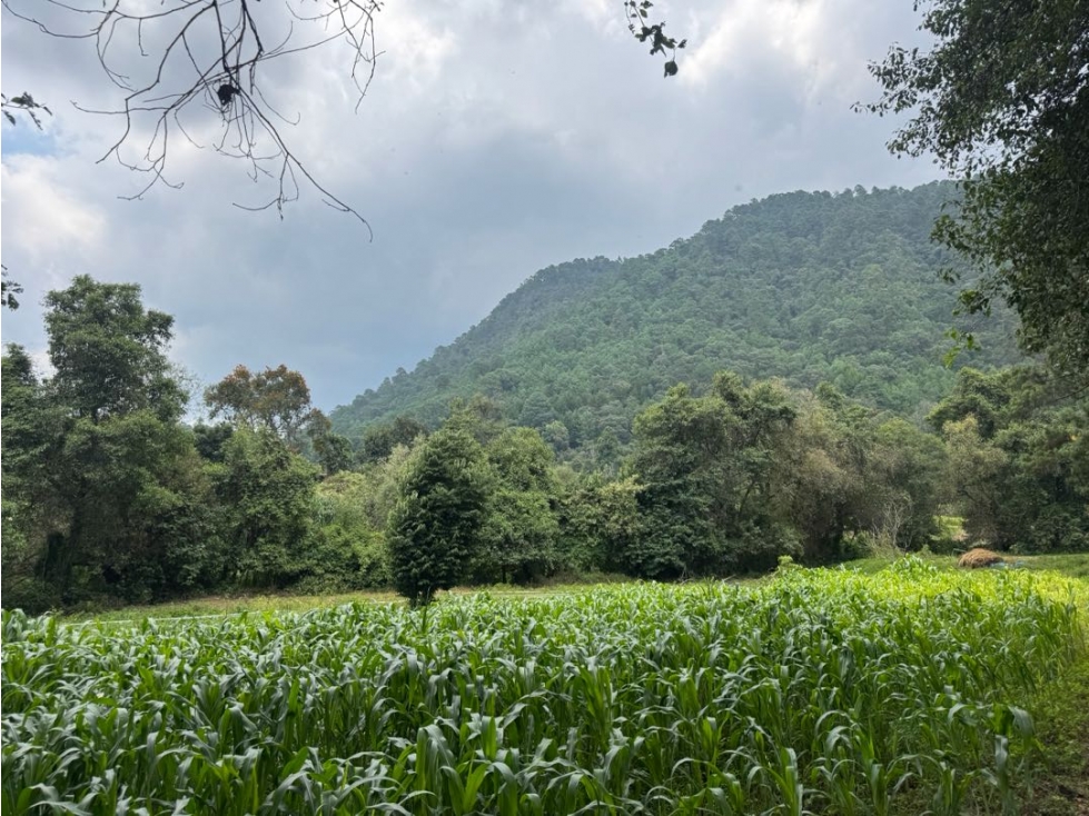 TERRENO EN VENTA CON RIO || VALLE DE BRAVO || SANTA MARÍA PIPIOLTEPEC - 6