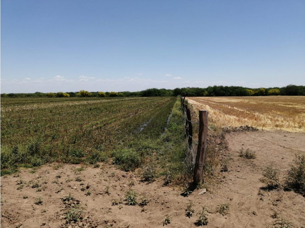 Terreno en Venta - Ejido Campo, Ciudad Obregón | Oportunidad Inversión - 5