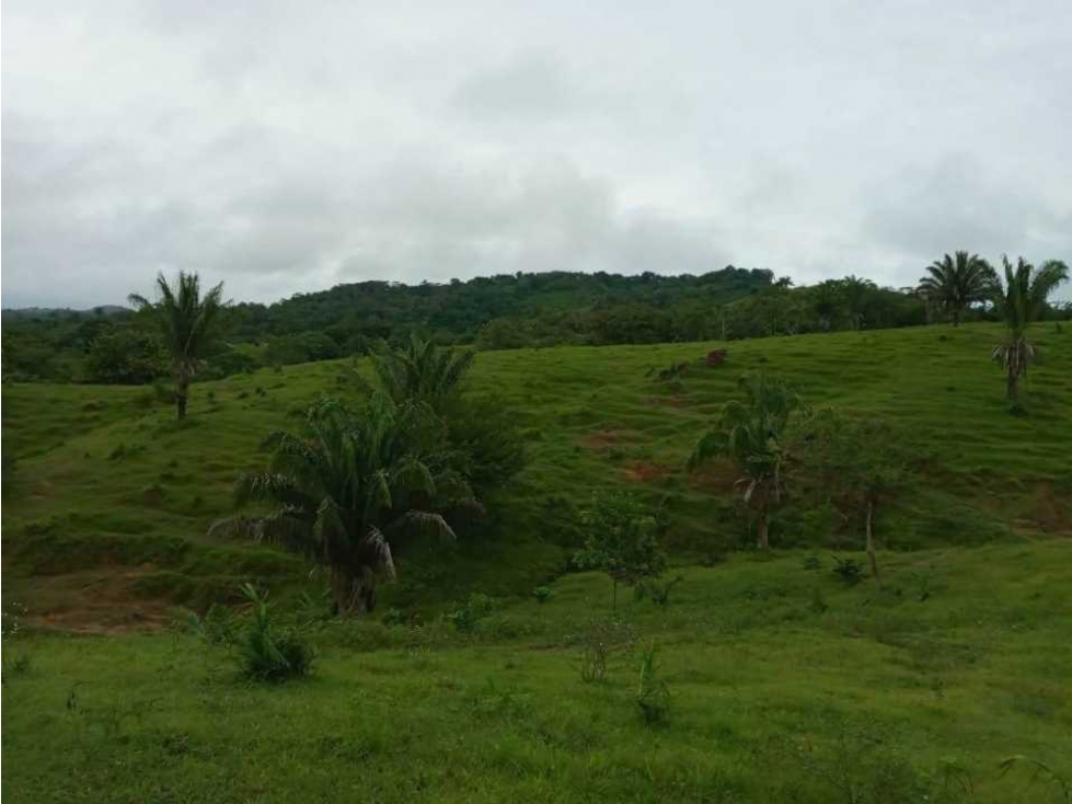 FINCA EN VENTA EN COVEÑAS SUCRE - 3