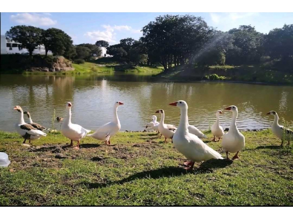 Terreno en Venta en Lago Norte, Haras Campestre - 4