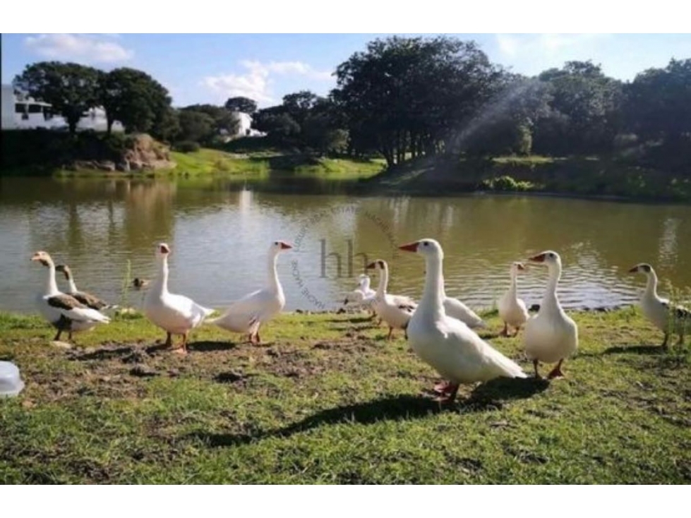 TERRENO EN VENTA EN LAGO NORTE, HARAS CAMPESTRE - 6