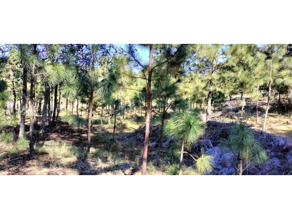 Terreno en venta en Mixquiapan, Hgo.