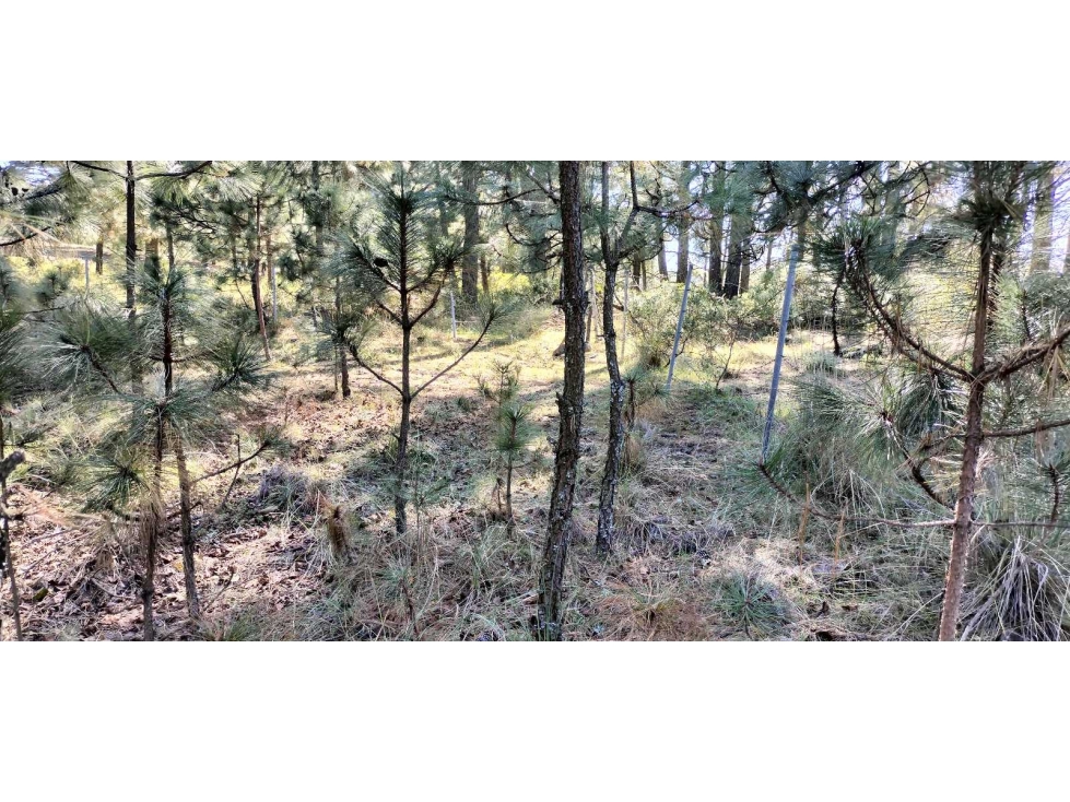 Terreno en venta en Mixquiapan, Hgo. — foto 2