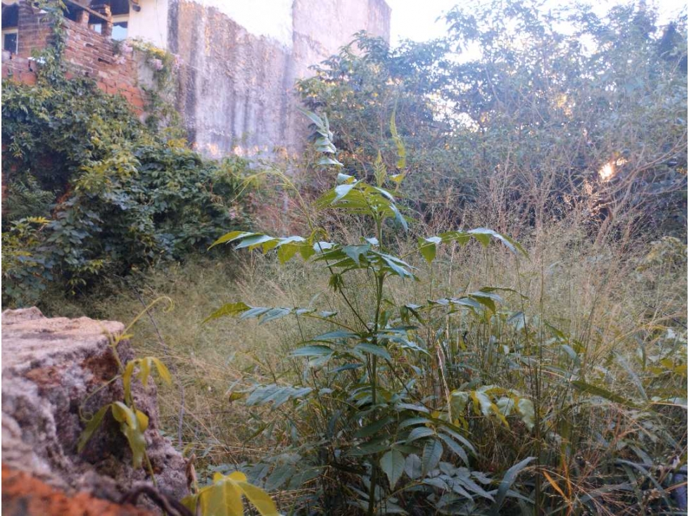 Terreno en Venta en Posadas a 1 cuadra de la Costanera - 6
