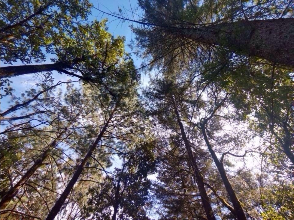 TERRENO EN VENTA | 1,500M2 | INMERSO EN EL BOSQUE — foto 6