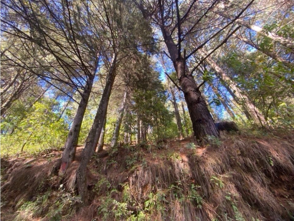 TERRENO EN VENTA | 1,500M2 | INMERSO EN EL BOSQUE — foto 4