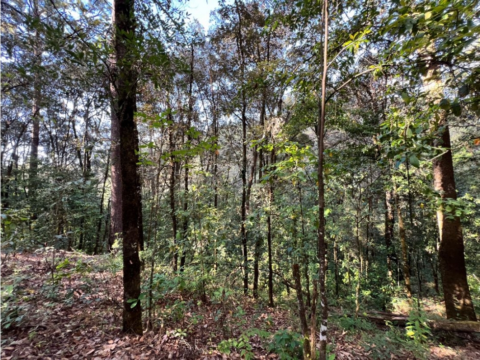 TERRENO SAN SIMÓN LOMA COLORADA — foto 2