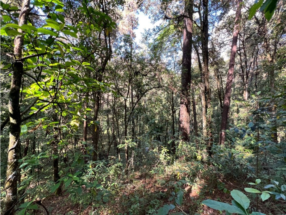 TERRENO SAN SIMÓN LOMA COLORADA — foto 4