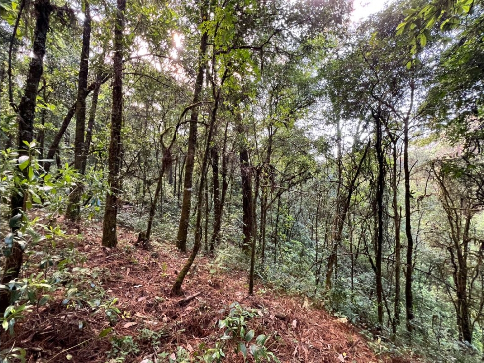 TERRENO SAN SIMÓN LOMA COLORADA — foto 5