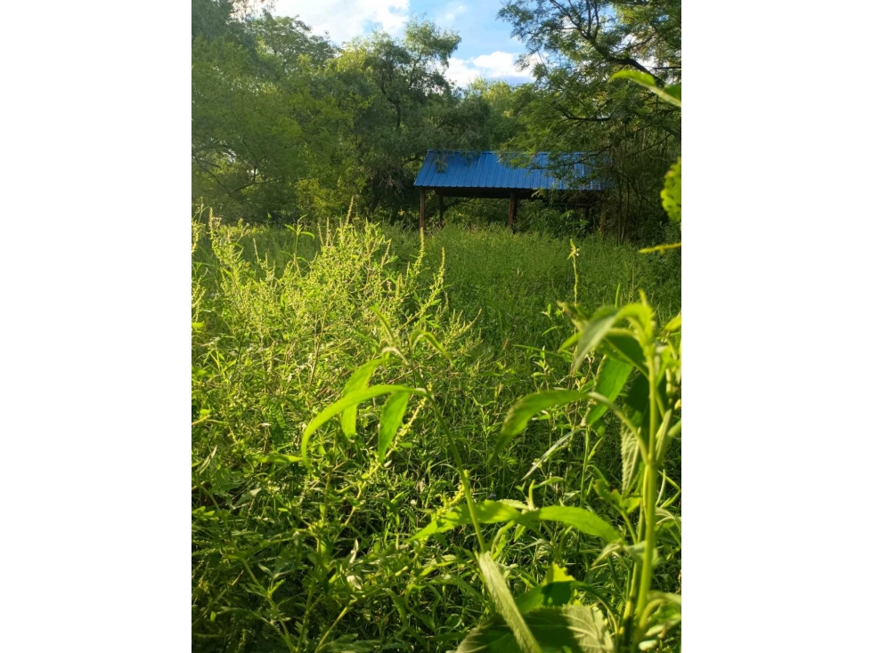 La esquina Salvaje, gran terreno arbolado, Colonia Benitez. - 2