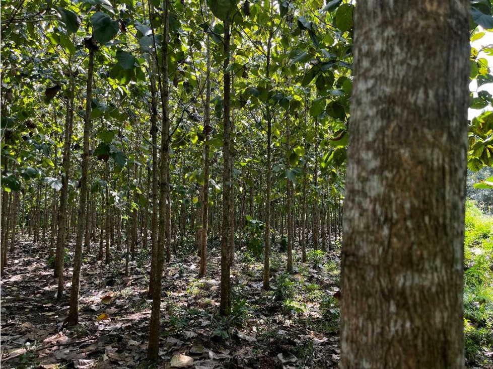VENDE 9 HECTAREAS EN MONTERIA EN LA VIA A TIERRALTA — foto 3