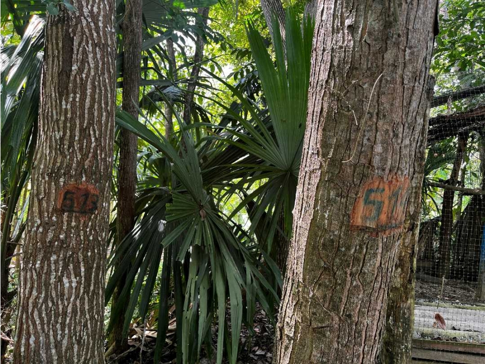 VENDE 9 HECTAREAS EN MONTERIA EN LA VIA A TIERRALTA — foto 4