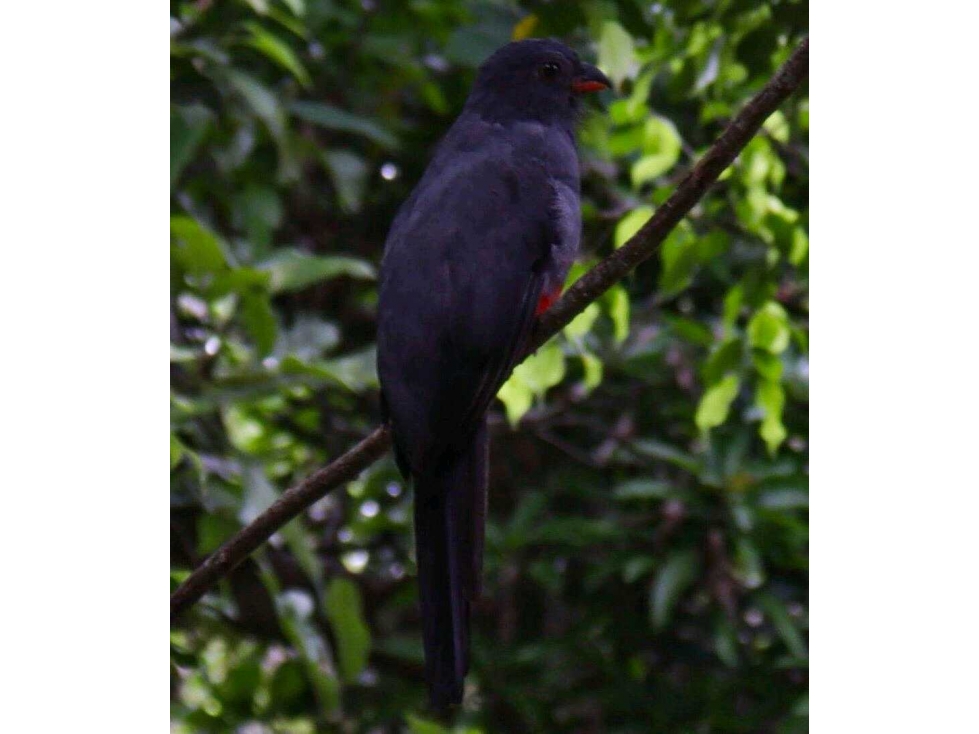VENDE FINCA EN EL LIRIO DE LA CHORRERA, 2 HECTAREAS, UN RINCONCITO - 2