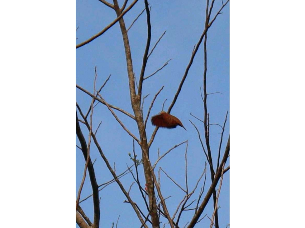 VENDE FINCA EN EL LIRIO DE LA CHORRERA, 2 HECTAREAS, UN RINCONCITO - 3
