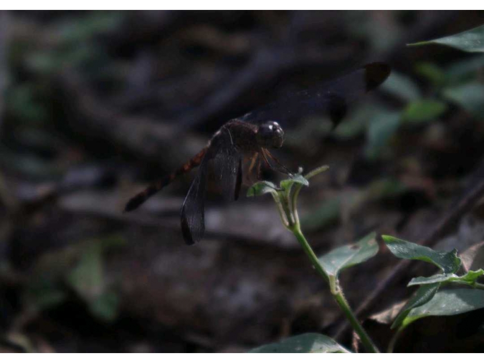 VENDE FINCA EN EL LIRIO DE LA CHORRERA, 2 HECTAREAS, UN RINCONCITO - 5