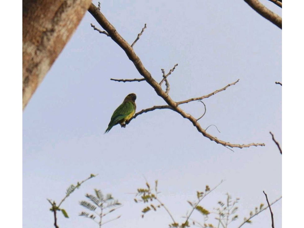 VENDE FINCA EN EL LIRIO DE LA CHORRERA, 2 HECTAREAS, UN RINCONCITO - 6