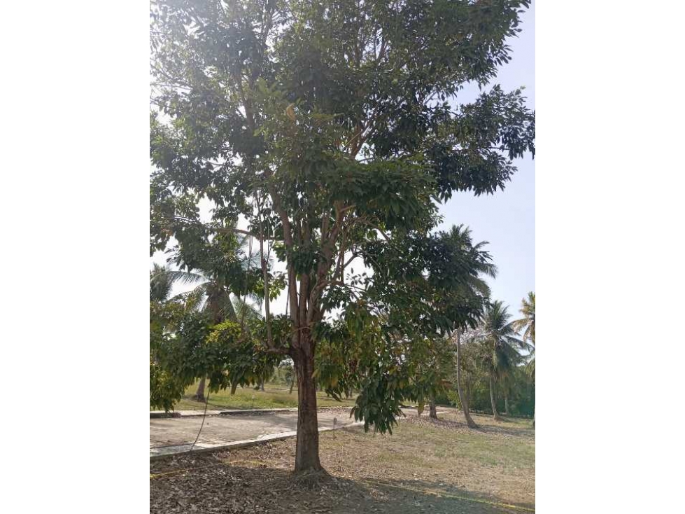 VENDE LOTE EN CONJUNTO EN MOÑITOS CORDOBA - 2