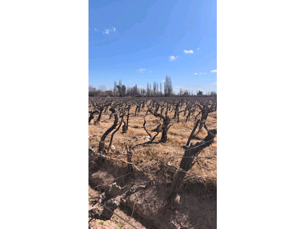 VENDE FINCA 45,6 HAS EN ING. GUSTAVO ANDRÉ, LAVALLE MENDOZA - 1