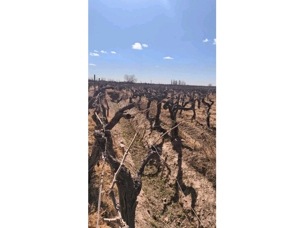 VENDE FINCA 45,6 HAS EN ING. GUSTAVO ANDRÉ, LAVALLE MENDOZA - 2