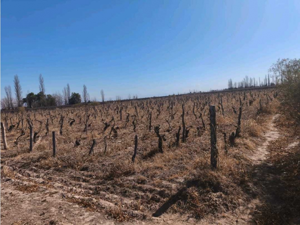 VENDE FINCA 45,6 HAS EN ING. GUSTAVO ANDRÉ, LAVALLE MENDOZA - 3