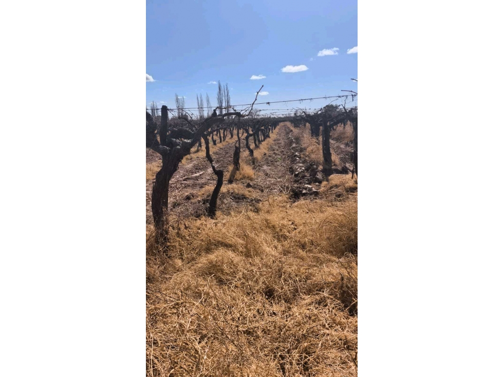VENDE FINCA 45,6 HAS EN ING. GUSTAVO ANDRÉ, LAVALLE MENDOZA - 4