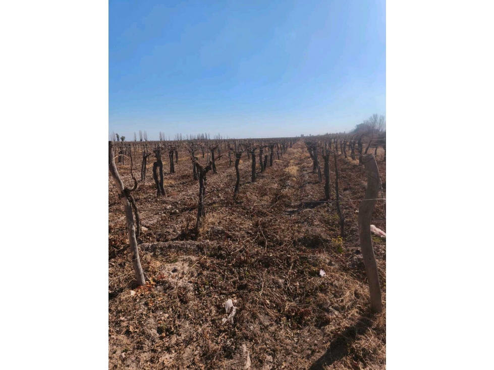 VENDE FINCA 45,6 HAS EN ING. GUSTAVO ANDRÉ, LAVALLE MENDOZA - 5