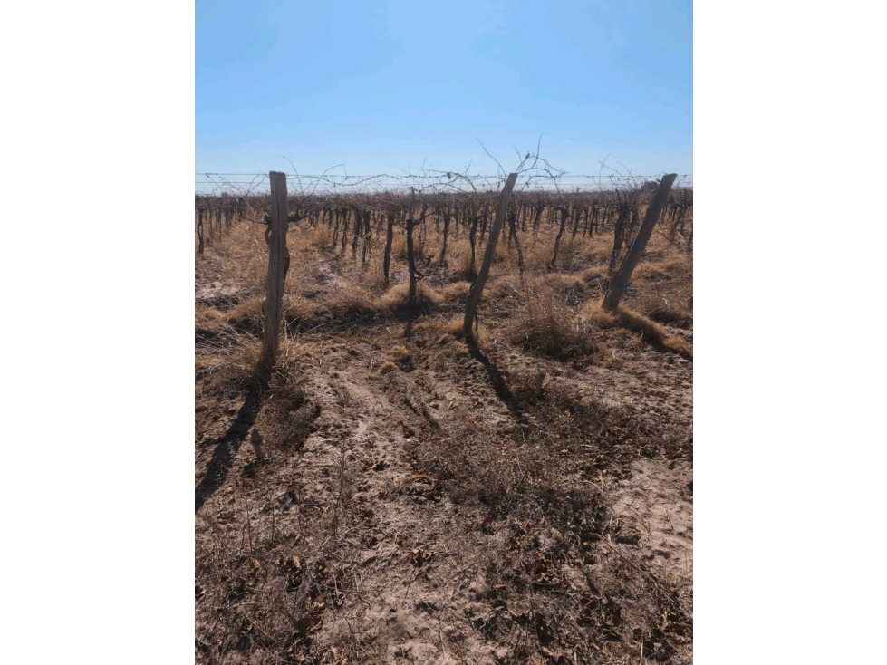 VENDE FINCA 45,6 HAS EN ING. GUSTAVO ANDRÉ, LAVALLE MENDOZA - 6