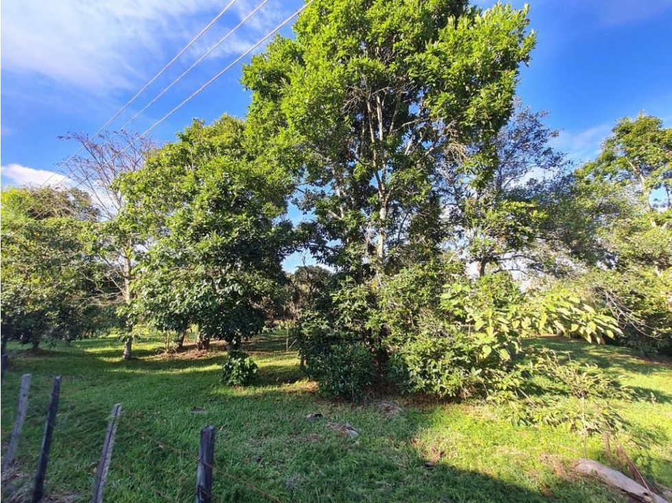 VENDEMOS LOTE COMERCIAL EN LA VARIANTE PALMAS - DESPUES DEL PEAJE — foto 4